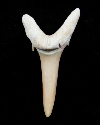 Carcharias (Extinct Sand Tiger) Shark Tooth - Eocene #3421
